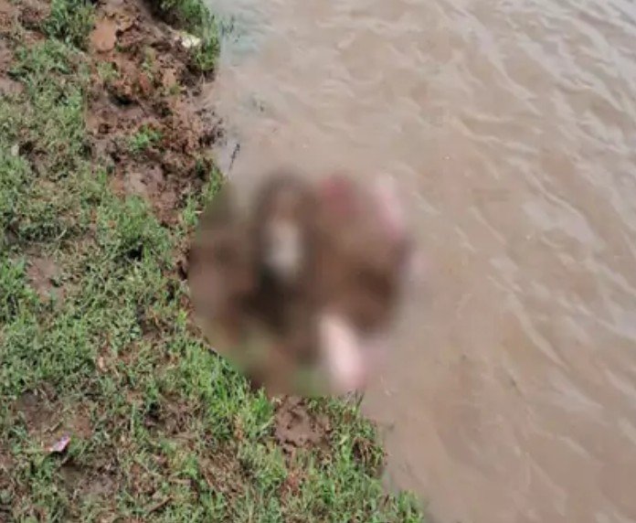 dead body case रायपुर और बिलासपुर में बोरियों में मिली दो लाशें युवक के सिर पर चोट के निशान महिला का शव तार-पत्थरों से बंधा