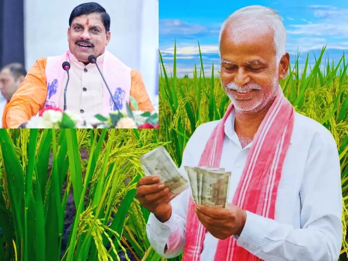 mp आएंगे असम से जंगली भैंसाबोत्सवाना से 28 फरवरी को मध्यप्रदेश आएंगे 8 चीतेसीएम मोहन