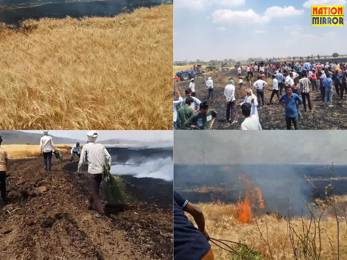 रायसेन में 50 एकड़ गेहूं की फसल में लगी आग11 किसानों के खेत जले