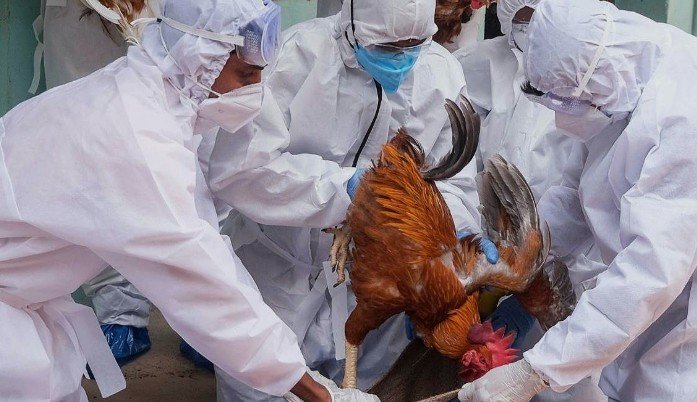बिलासपुर में बर्ड फ्लू का खतरा बढ़ा 22 हजार से अधिक पक्षी और 25 हजार अंडे नष्ट