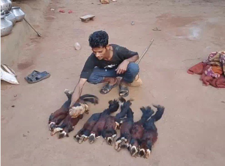 दंतेवाड़ा में महाराष्ट्र के राजकीय पशु शेकरू का शिकारइंस्टाग्राम रील से खुला राज