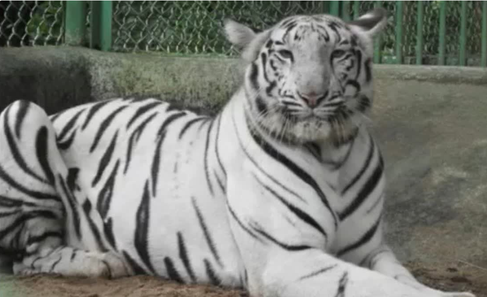 mp white tiger transfer ग्वालियर से बिलासपुर जाएगा सफेद बाघ बदले में मिलेंगे लोमड़ी और भालू