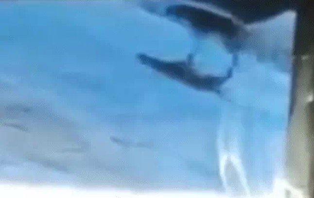 barwani  6 लोगों की जान लेने वाला आदमखोर cctv में कैद