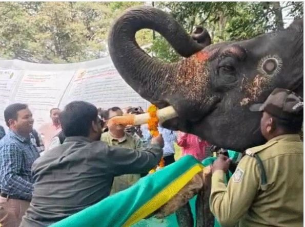बांधवगढ़ हाथियों की पिकनिक मनपंसद खाने के साथ मेकअप और मसाज