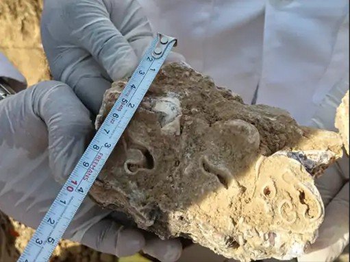 सीधी में 25 लाख साल पुराने हाथी के जीवाश्म मिलने का दावा