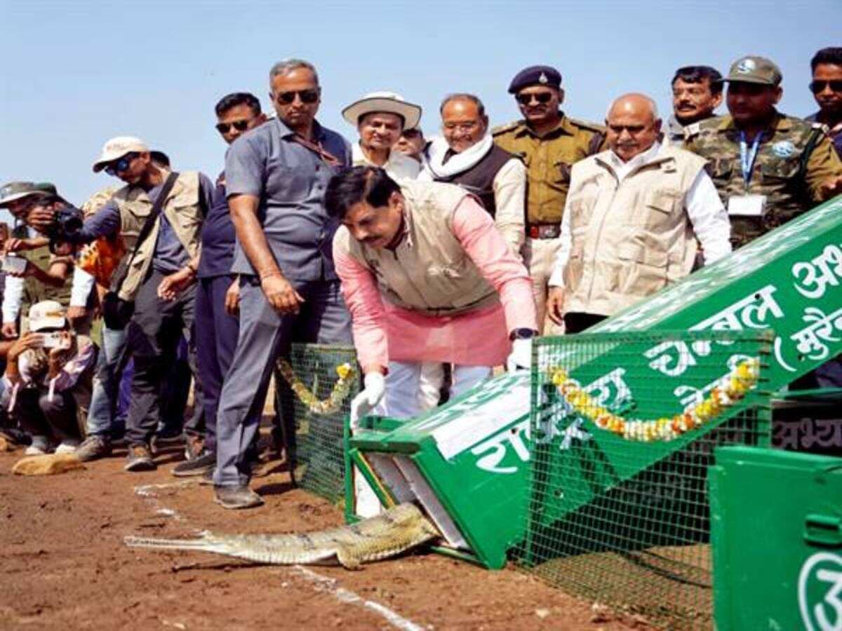 mp cm dr yadav releases turtles ghariyals into kuno river