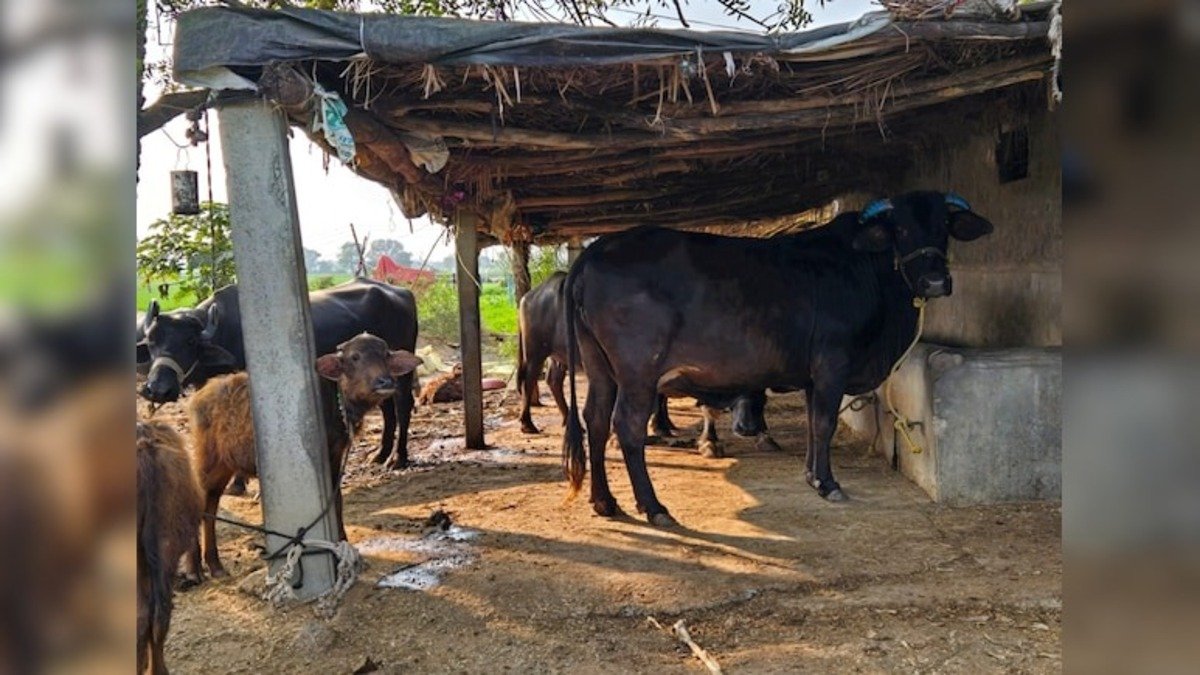 mp govt proposes colour-coded identification system for 40 lakh stray cattle of state