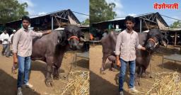 परभणीत तब्बल ११ लाखांची म्हैस ठरतेय आकर्षणाचा केंद्रबिंदू; साडेपाच लाखांपर्यंत लागली बोली