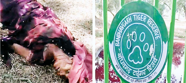 बांधवगढ़ में फिर बाघ का हमला, तेंदूपत्ता तोड़ने गई महिला की मौत,  15 दिन में दूसरी जान गई