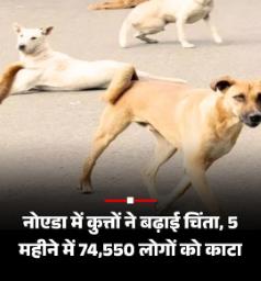 नोएडा में जानवरों का आतंक: हर महीने 10 हज़ार से ज़्यादा डॉग बाइट के केस