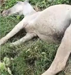 ग्रेटर नोएडा: प्राधिकरण की लापरवाही से ढाई लाख की घोड़ी की करंट लगने से मौत, ग्रामीणों में रोष