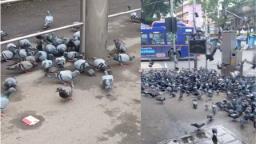 मुंबई में कबूतरों को दाना डालना पड़ा महंगा, माहिम में पहली बार अज्ञात व्यक्ति पर FIR दर्ज हुई