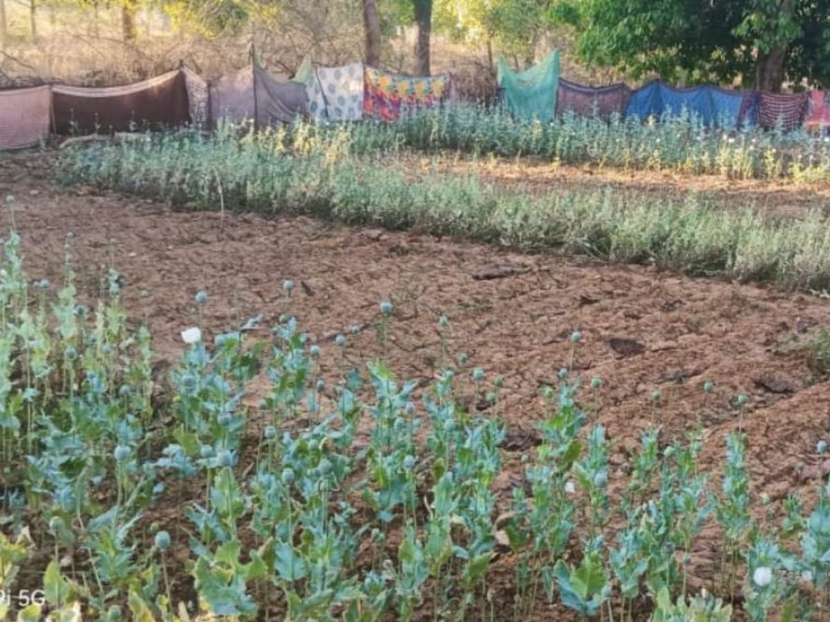 17 दिन में पांचवीं बार पकड़ी गई अफीम की खेती,जांच कर रही पुलिस