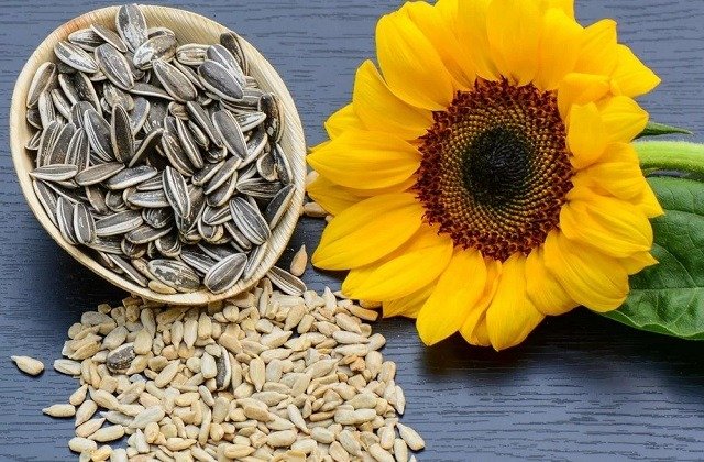 Flower Seeds For Health: इस फूल के बीज खाने से बॉडी को मिलते हैं कई लाभ!