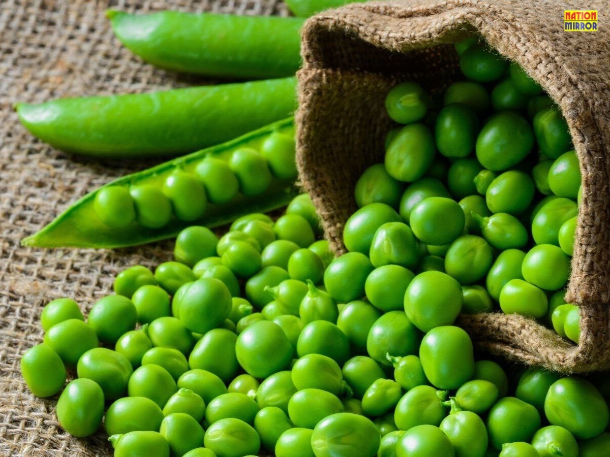 Benefits Of Green Peas: हरे मटर खाने से होते हैं अनोखे फायदे, लेकिन ज्यादा सेवन से हो सकता है नुकसान!