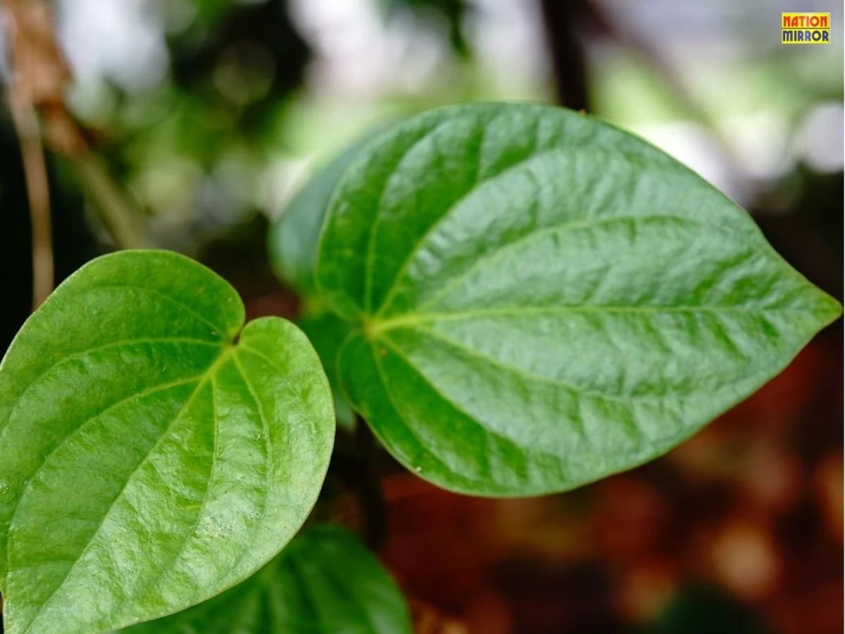 Benefits of betel leaf: पान के पत्ते सेहत के लिए वरदान या नुकसान? जानिए सच...