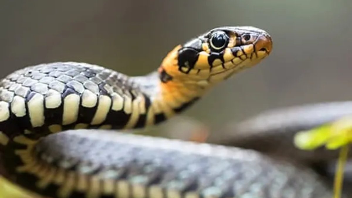 सर्पदंश का झूठा मुआवजा मामला: 18 महीने बाद कब्र से निकाला गया शव, दोबारा होगा पोस्टमॉर्टम
