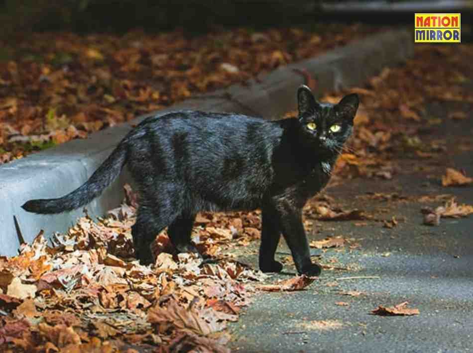 Cat Crossing Your Path: शुभ, अशुभ या केवल एक भ्रांति?