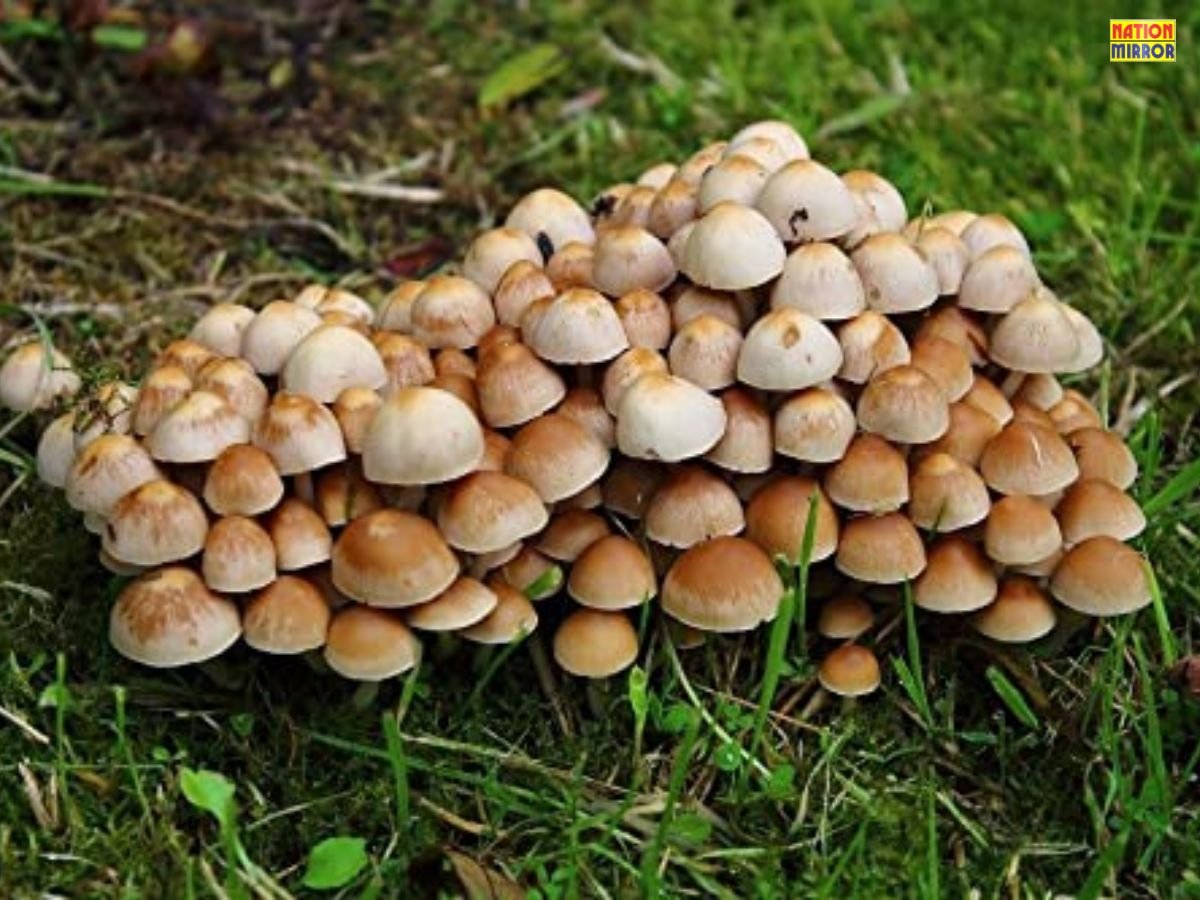 Mushroom BenefitsSide Effects: मशरूम खाने से मिलते हैं ये अद्भुत फायदे, लेकिन नुकसान से भी रहें सावधान!