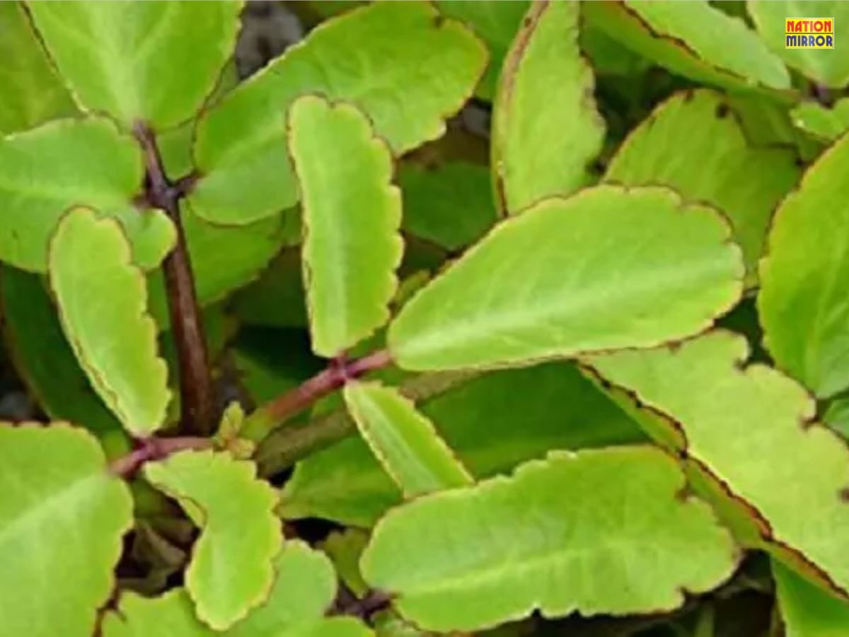 Patharchatta Leaf Benefits: कई बीमारियों का रामबाण इलाज है ये आयुर्वेदिक पौधा!