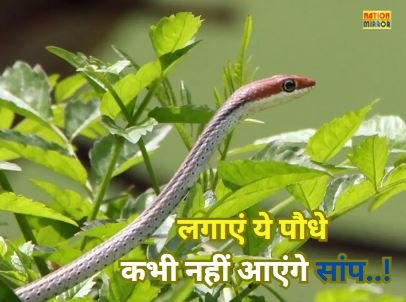 Plants to Repel Snakes Naturally: घर में आए दिन घुसते हैं सांप? लगाएं ये पौधे दूर दूर तक नहीं आएंगे नजर...