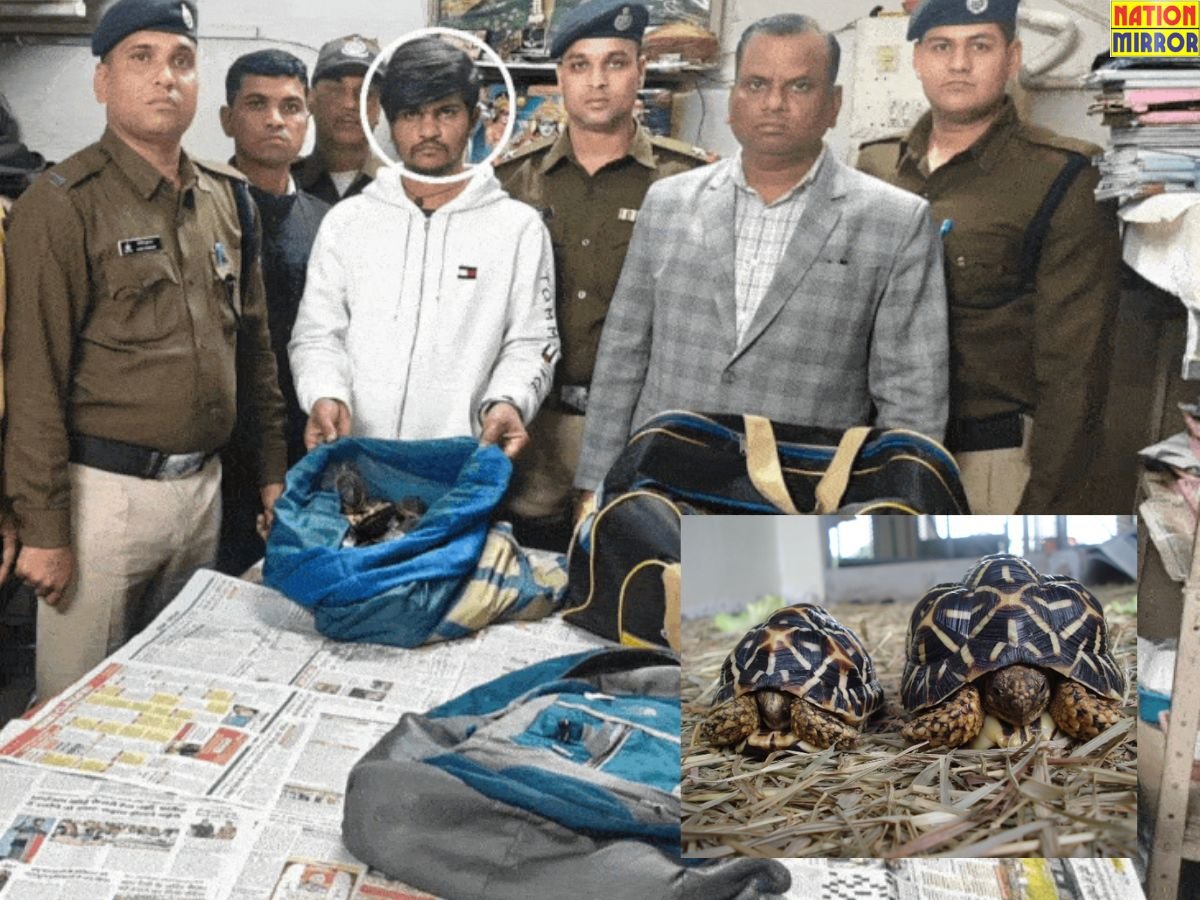 Turtle Smuggling Exposed Bhopal: रेल कोच अटेंडेंट कर रहा था दुर्लभ कछुओं की तस्करी, हुआ खुलासा!