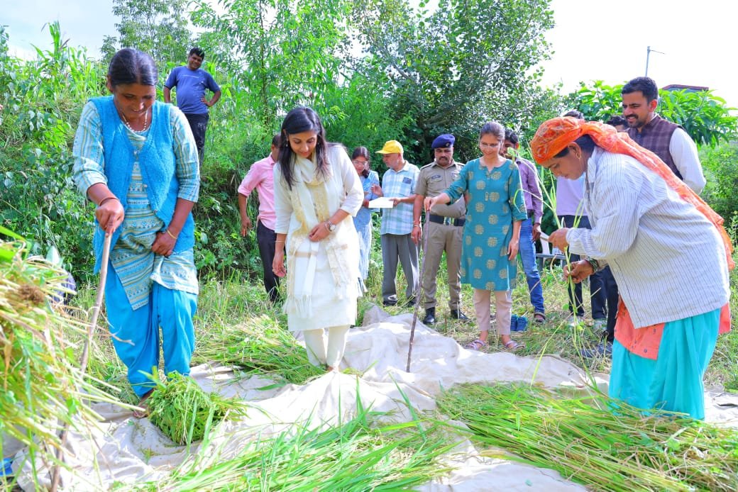 पौड़ी में जिलाधिकारी ने किया क्रॉप कटिंग प्रयोग का निरीक्षण, खेत में की धान कटाई