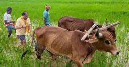 बगिया के खेत में CM विष्णुदेव साय ने चलाया हल, बैलों के साथ की बियासी; बोले- किसान परिवार से हूं