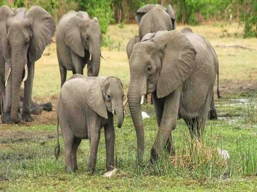 haldwani elephant news: हल्द्वानी में जंगली हाथियों का आतंक