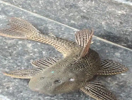 Four Eyed Fish Found: कोरबा में मिली चार आंखों वाली रहस्यमयी मछली