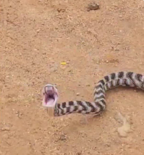 Dhamtari: क्लास रुम में घुसा रेयर फॉरेस्टन कैट स्नेक  डर के मारे सहम गए छात्र, रेस्क्यू के बाद जंगल में छोड़ा -