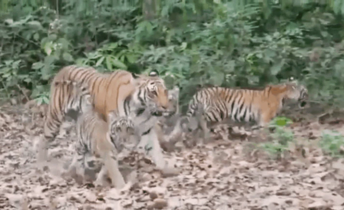 तामिया बाघिन: टाइगर फैमिली से दहशत में ग्रामीण, तामिया में तीन शावकों संग दिखी बाघिन