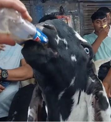 Bakrid : जबलपुर के सुल्तान