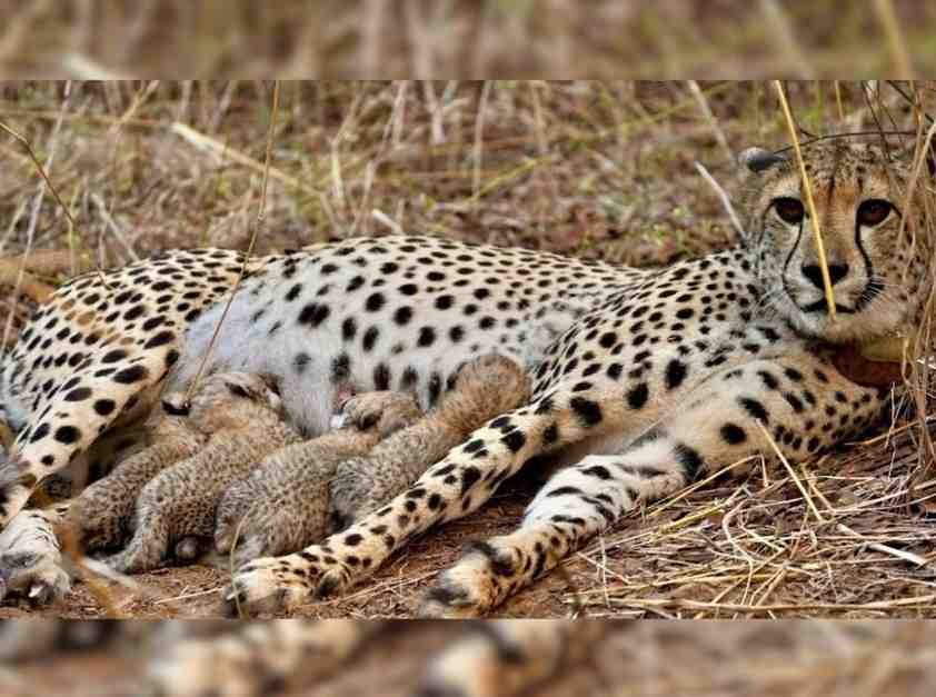 Female Cheetah Gamini births 4 cubs at MP