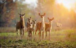 नोएडा सेक्टर-91 में बनने जा रहा है उत्तर प्रदेश का पहला डियर पार्क