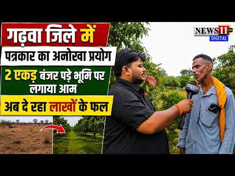 गढ़वा जिले में एक पत्रकार का अनोखा प्रयोग, 2 एकड़ बंजर पड़े भूमि पर लगाया आम, अब दे रहा लाखों के फल