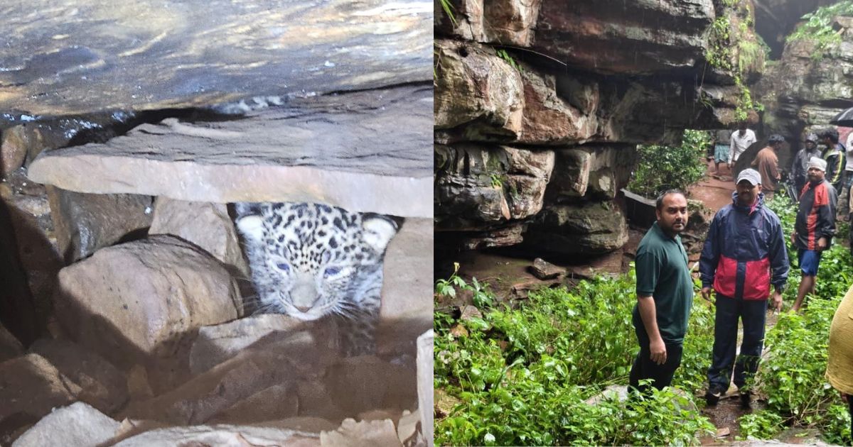 Leopard cubs Rescue: बस्तर में 48 घंटे के रेस्क्यू के बाद तेंदुआ शावकों का मां से हुआ पुनर्मिलन